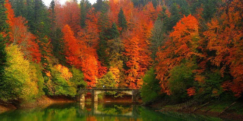 Paisaje de arboles con colorido otoñal, verdes, rojos, marrones, etc.